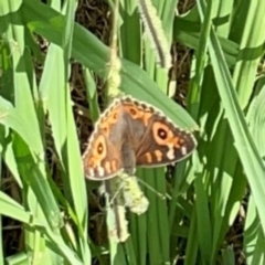 Junonia villida at Holtze Close Neighbourhood Park - 11 Mar 2024