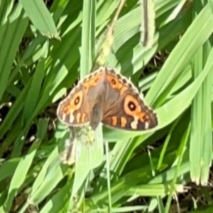 Junonia villida at Holtze Close Neighbourhood Park - 11 Mar 2024