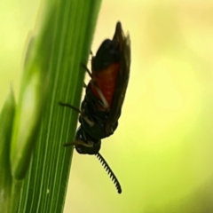 Lophyrotoma analis at Holtze Close Neighbourhood Park - 11 Mar 2024