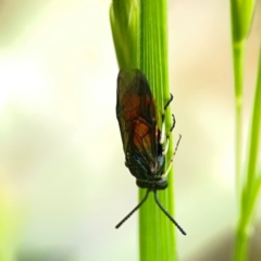 Lophyrotoma analis at Holtze Close Neighbourhood Park - 11 Mar 2024