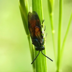 Lophyrotoma analis at Holtze Close Neighbourhood Park - 11 Mar 2024