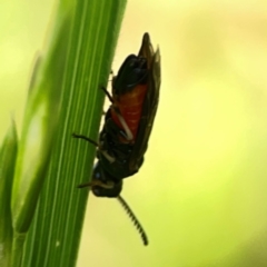 Lophyrotoma analis at Holtze Close Neighbourhood Park - 11 Mar 2024