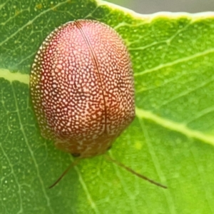 Paropsis atomaria at Holtze Close Neighbourhood Park - 11 Mar 2024