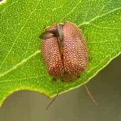 Paropsis atomaria at Holtze Close Neighbourhood Park - 11 Mar 2024