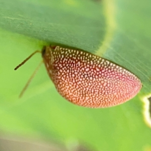 Paropsis atomaria at Holtze Close Neighbourhood Park - 11 Mar 2024