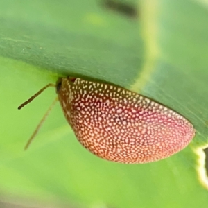 Paropsis atomaria at Holtze Close Neighbourhood Park - 11 Mar 2024