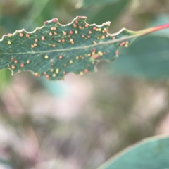 Unidentified Eucalyptus Gall at Holtze Close Neighbourhood Park - 11 Mar 2024 by Hejor1