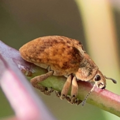 Gonipterus sp. (genus) (Eucalyptus Weevil) at Holtze Close Neighbourhood Park - 11 Mar 2024 by Hejor1