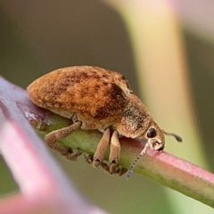 Gonipterus sp. (genus) at Holtze Close Neighbourhood Park - 11 Mar 2024 04:21 PM