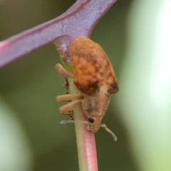 Gonipterus sp. (genus) at Holtze Close Neighbourhood Park - 11 Mar 2024 04:21 PM