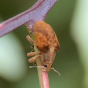 Gonipterus sp. (genus) at Holtze Close Neighbourhood Park - 11 Mar 2024 04:21 PM