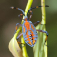 Amorbus sp. (genus) at Holtze Close Neighbourhood Park - 11 Mar 2024