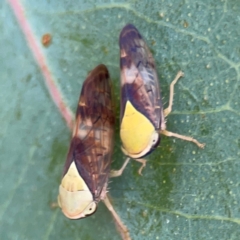 Brunotartessus fulvus (Yellow-headed Leafhopper) at Holtze Close Neighbourhood Park - 11 Mar 2024 by Hejor1