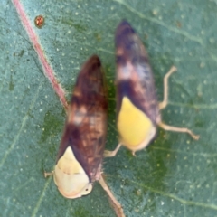 Brunotartessus fulvus at Holtze Close Neighbourhood Park - 11 Mar 2024