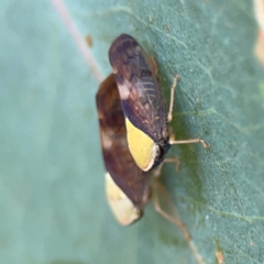 Brunotartessus fulvus at Holtze Close Neighbourhood Park - 11 Mar 2024