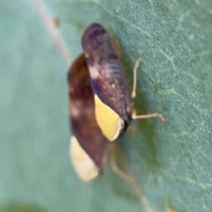 Brunotartessus fulvus at Holtze Close Neighbourhood Park - 11 Mar 2024