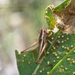 Conocephalus semivittatus (Meadow katydid) at Holtze Close Neighbourhood Park - 11 Mar 2024 by Hejor1