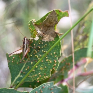 Conocephalus semivittatus at Holtze Close Neighbourhood Park - 11 Mar 2024