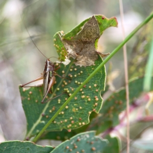 Conocephalus semivittatus at Holtze Close Neighbourhood Park - 11 Mar 2024