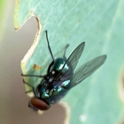 Chrysomya sp. (genus) (A green/blue blowfly) at Holtze Close Neighbourhood Park - 11 Mar 2024 by Hejor1