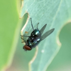 Chrysomya sp. (genus) at Holtze Close Neighbourhood Park - 11 Mar 2024