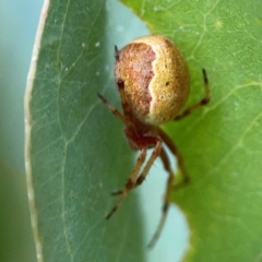 Salsa fuliginata (Sooty Orb-weaver) at Holtze Close Neighbourhood Park - 11 Mar 2024 by Hejor1