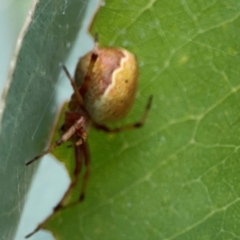 Salsa fuliginata at Holtze Close Neighbourhood Park - 11 Mar 2024