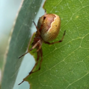 Salsa fuliginata at Holtze Close Neighbourhood Park - 11 Mar 2024