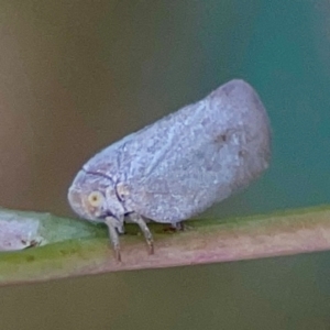 Anzora unicolor at Holtze Close Neighbourhood Park - 11 Mar 2024