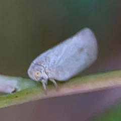 Anzora unicolor at Holtze Close Neighbourhood Park - 11 Mar 2024 04:28 PM