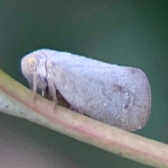 Anzora unicolor at Holtze Close Neighbourhood Park - 11 Mar 2024 04:28 PM