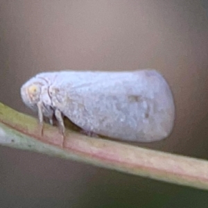 Anzora unicolor at Holtze Close Neighbourhood Park - 11 Mar 2024 04:28 PM