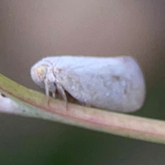 Anzora unicolor at Holtze Close Neighbourhood Park - 11 Mar 2024 04:28 PM