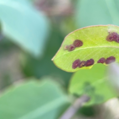 zz rusts, leaf spots, at Holtze Close Neighbourhood Park - 11 Mar 2024 by Hejor1