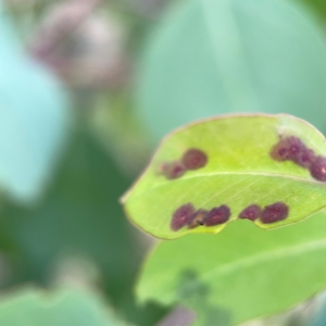 zz rusts, leaf spots, at Holtze Close Neighbourhood Park - 11 Mar 2024