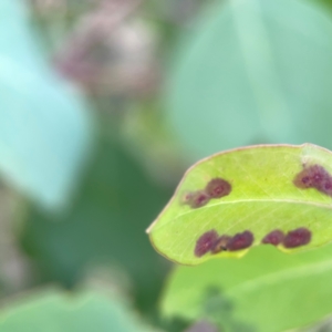 zz rusts, leaf spots, at Holtze Close Neighbourhood Park - 11 Mar 2024