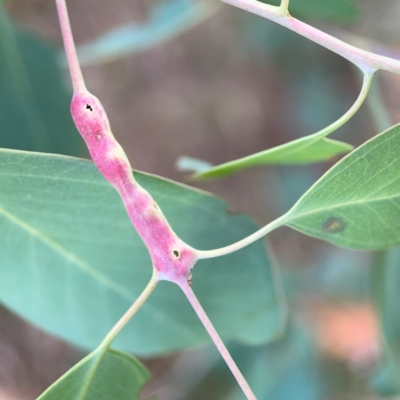 Unidentified Eucalyptus Gall at Holtze Close Neighbourhood Park - 11 Mar 2024 by Hejor1