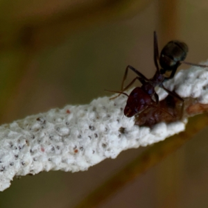 Eriococcidae sp. (family) at Holtze Close Neighbourhood Park - 11 Mar 2024