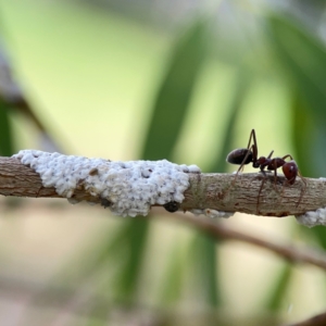 Eriococcidae sp. (family) at Holtze Close Neighbourhood Park - 11 Mar 2024