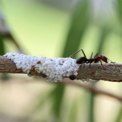 Eriococcidae sp. (family) at Holtze Close Neighbourhood Park - 11 Mar 2024