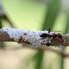 Eriococcidae sp. (family) at Holtze Close Neighbourhood Park - 11 Mar 2024 04:33 PM