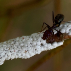 Iridomyrmex purpureus at Holtze Close Neighbourhood Park - 11 Mar 2024 04:32 PM