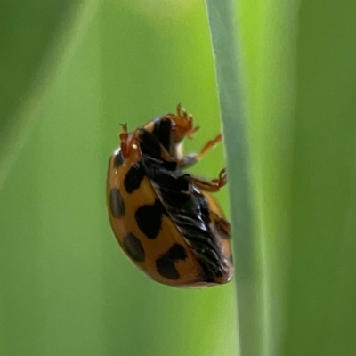 Harmonia conformis (Common Spotted Ladybird) at Holtze Close Neighbourhood Park - 11 Mar 2024 by Hejor1