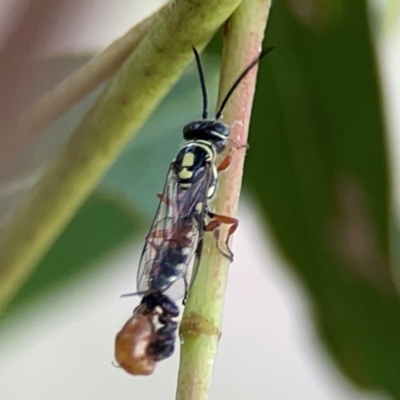 Agriomyia sp. (genus) (Yellow flower wasp) at Holtze Close Neighbourhood Park - 11 Mar 2024 by Hejor1