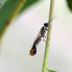 Agriomyia sp. (genus) at Holtze Close Neighbourhood Park - 11 Mar 2024