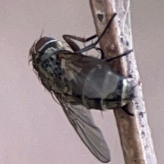 Unidentified Blow fly (Calliphoridae) at Hackett, ACT - 11 Mar 2024 by Hejor1