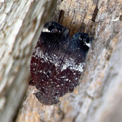 Platybrachys decemmacula (Green-faced gum hopper) at Holtze Close Neighbourhood Park - 11 Mar 2024 by Hejor1