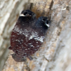 Platybrachys decemmacula at Holtze Close Neighbourhood Park - 11 Mar 2024