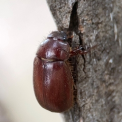 Unidentified Scarab beetle (Scarabaeidae) at Hackett, ACT - 11 Mar 2024 by Hejor1