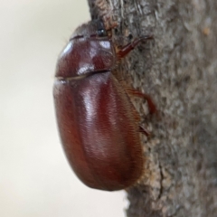 Heteronyx sp. (genus) at Holtze Close Neighbourhood Park - 11 Mar 2024 04:40 PM